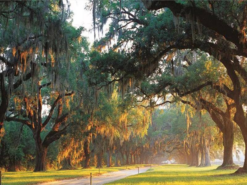 Live oaks draped in Spanish moss along a Lowcountry allee
